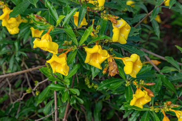 istock Allamanda Flowering Plant 1433213658