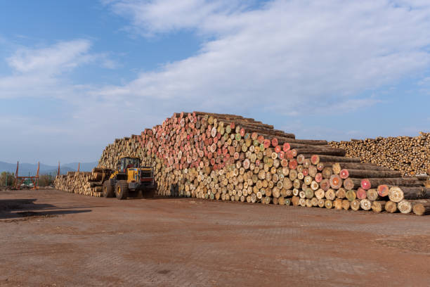 i carrelli elevatori nell'area di distribuzione del legno stanno caricando e scaricando legna - lumber industry timber truck forklift foto e immagini stock