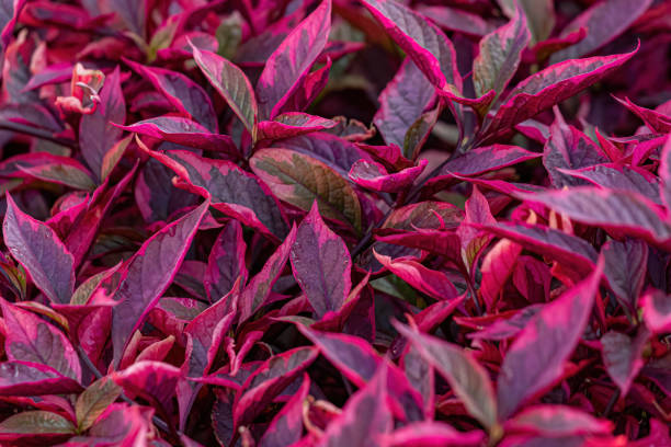 Ruby Leaf Plant stock photo