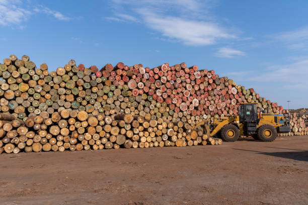 i carrelli elevatori nell'area di distribuzione del legno stanno caricando e scaricando legna - lumber industry timber truck forklift foto e immagini stock
