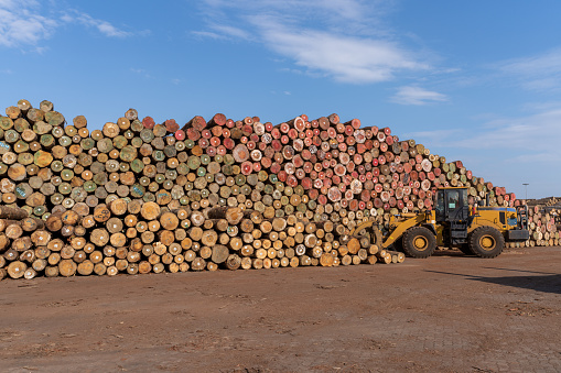 Forklift in the wood distribution area are loading and unloading wood