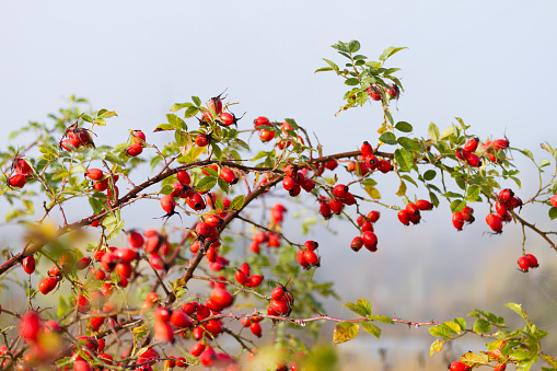 Red ripe berries of rose hip on sunny autumn day. Rosehip berries in the sun. Bush of rosehip full with red ripe berries.