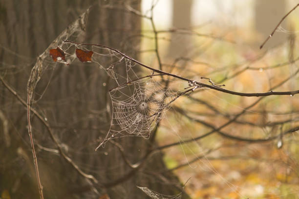 Cobweb on a tree branch on sunny autumn day. Spider web in sunny autumn forest.