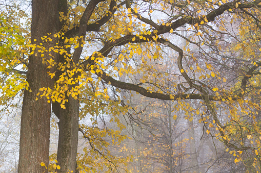 Tree with yellow and golden leaves in forest on foggy autumn day. Autumn landscape with fog, yellow leaves and trees in forest.