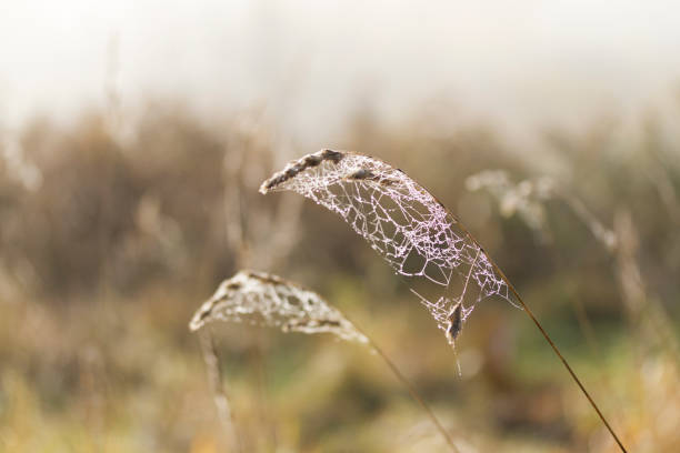 Dry field grass and twigs with wet cobweb. Dry grass in field covered with spider web in morning dew. Foggy autumn field landscape.