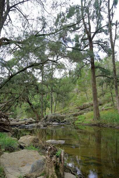istock Orange,  New South Wales, Australia 1433215215