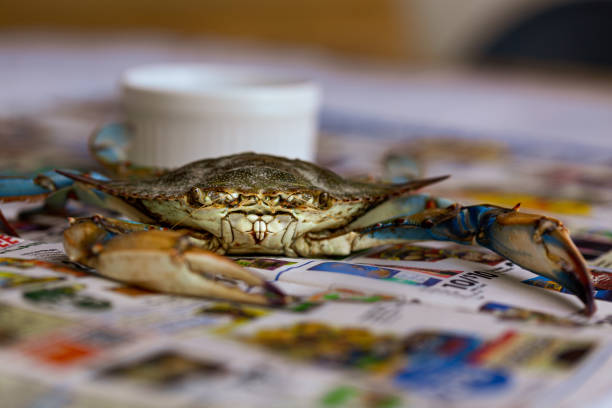 niebieski krab na gazecie - maryland crab blue crab prepared crab zdjęcia i obrazy z banku zdjęć
