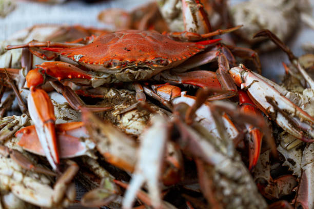 istock Pile of steamed crabs 1433215965