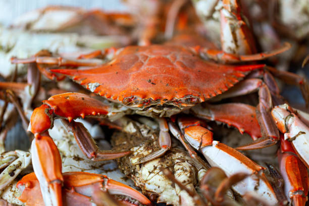 hairy crabs