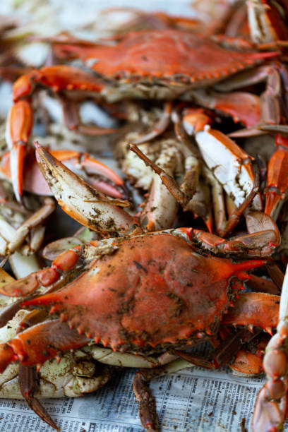 gedämpfte krabben auf zeitungspapier - maryland blue crab stock-fotos und bilder