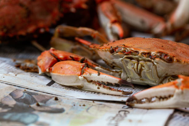 closeup of steamed crab on newspaper - maryland blue crab imagens e fotografias de stock