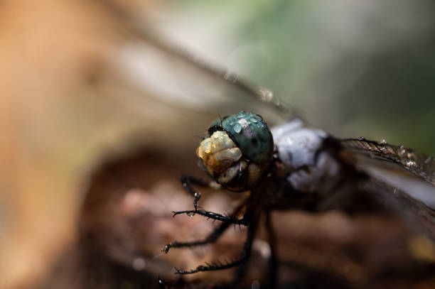 istock Closeup of dragonfly 1433216087