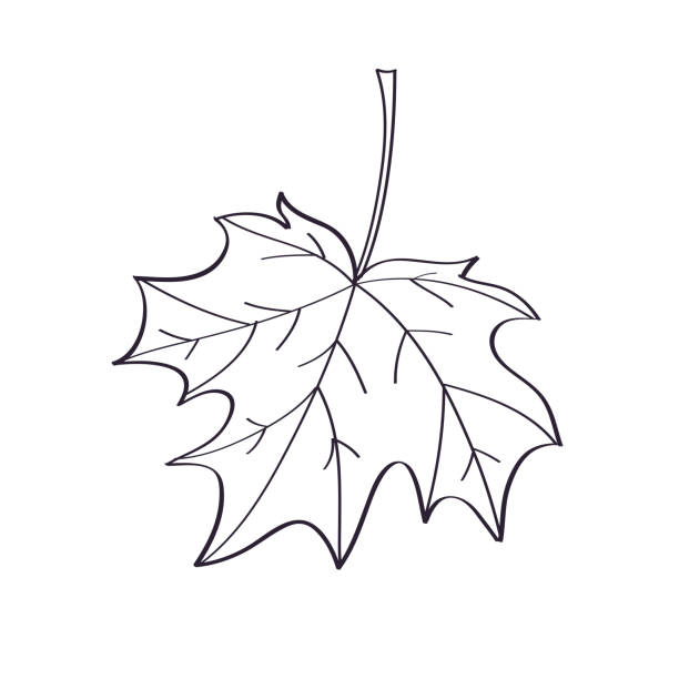 herbst-ahornblatt-linienskizze - maple leaf stock-grafiken, -clipart, -cartoons und -symbole