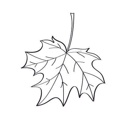 Autumn maple leaf doodle line sketch vector illustration