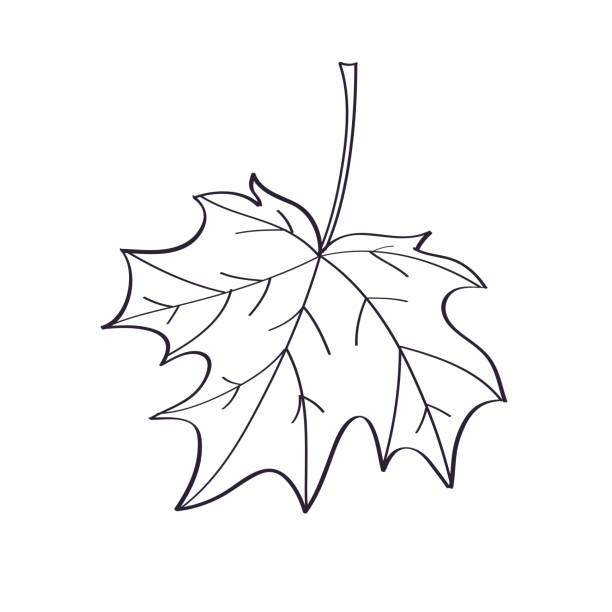 Autumn maple leaf line sketch Autumn maple leaf doodle line sketch vector illustration maple leaf stock illustrations