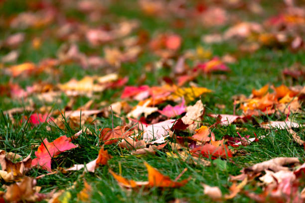 Colorful autumn leaves falling from the trees in park.