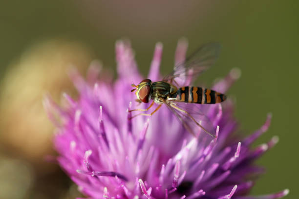 Purple hardhead, Centaurea nigra, flower in close up with a female marmalade hoverfly, Episyrphus balteatus, and a blurred background of leaves.