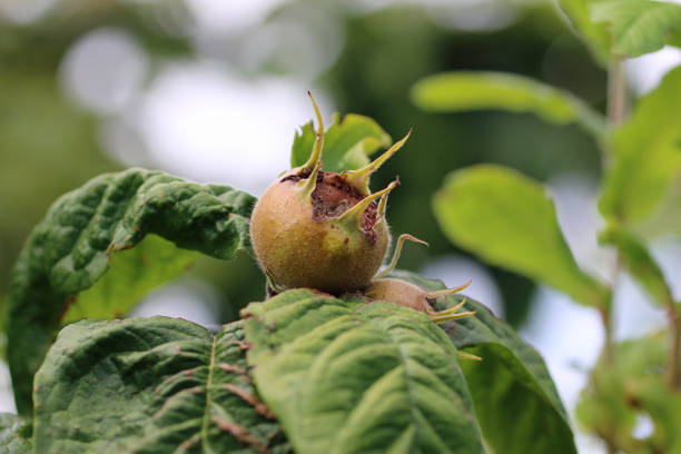 Ripe medlar, Mespilus germanica, fruits on a tree with leaves blurred as the background.