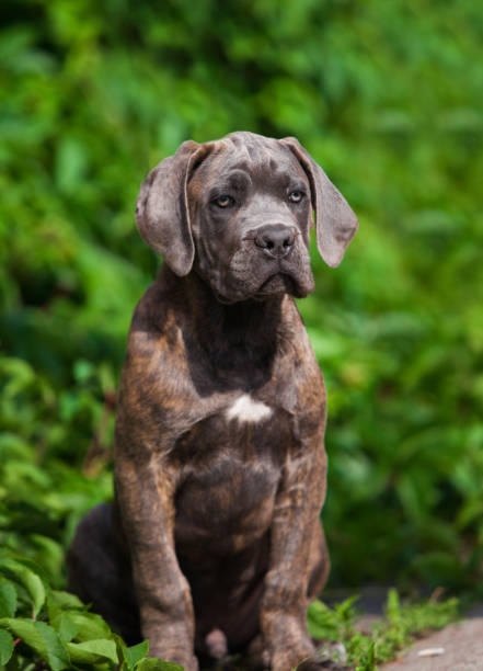 istock Italian Cane Corso puppy in the grass 1433224705