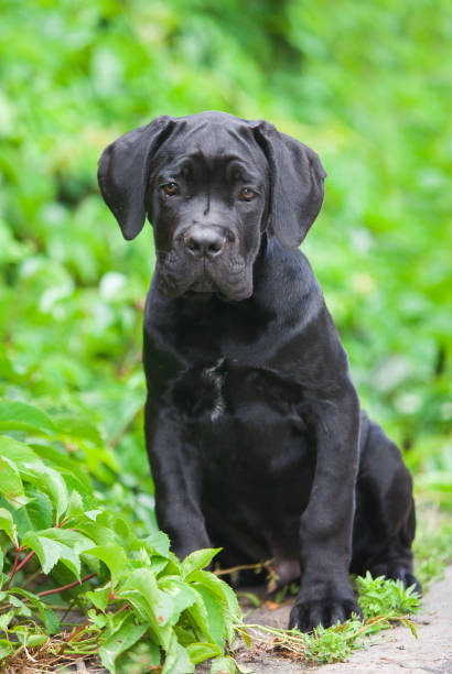 istock Italian Cane Corso puppy in the grass 1433224707