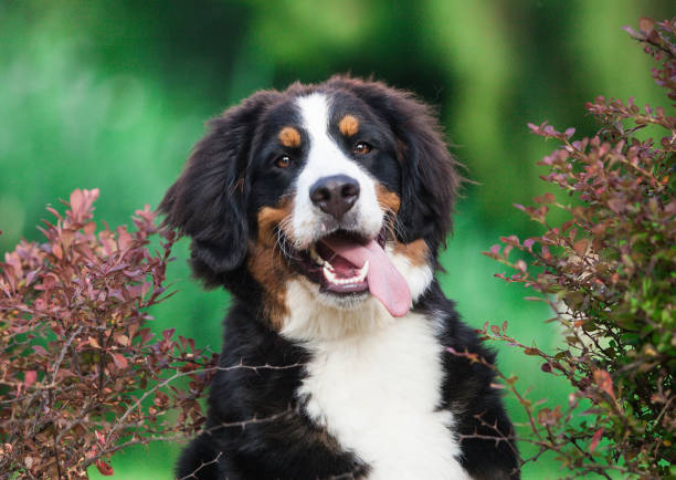 istock Bernese mountain dog puppy in the park 1433224713
