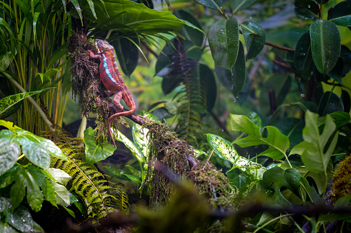 Multicoloured chameleon in green wild vegetation