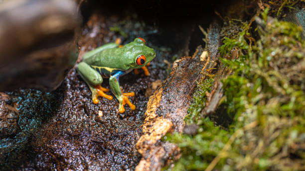 istock Small frog with expressive red eyes sitting on wet wood 1433224723