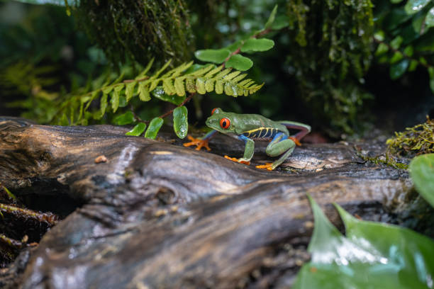Red-eyed treefrog walking on wet wood in wilderness