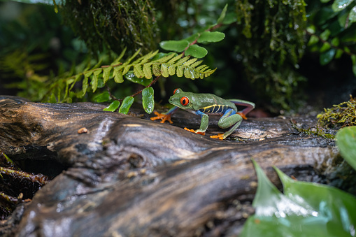 Nice shot of beautiful red-eyed treefrog walking on wet wood in wilderness. Animals in natural habitat, tropical rainforest jungle.