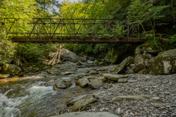 istock Small Trees Growing On Enloe Creek Bridge 1433228713