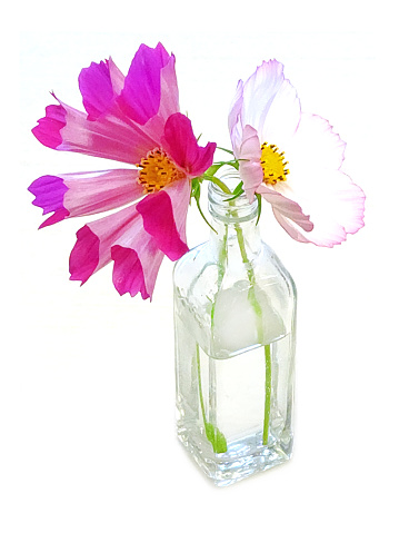 Cosmos in small clear vase on white background