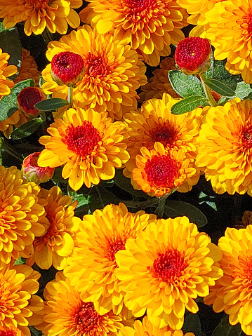 Yellow and Red Mums Macro background