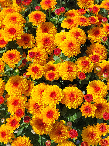 Yellow and Red Mums background