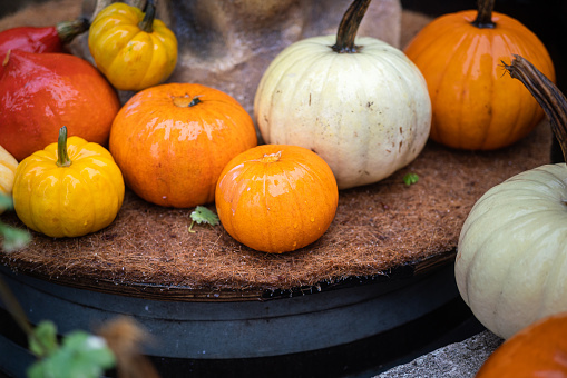 Group of big pumpkin in colorful which are used to decorate for Halloween event. Holiday event decoration scene, selective focus.