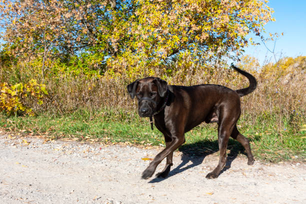 Dark brown Labrador Retriever male dog outdoors stock photo