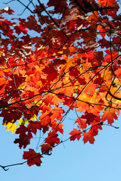 Close up of red maple leaves on the branch on sky backdrop stock photo