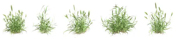 Set of grass bushes isolated on white. False barley. Wall barley. Hordeum murinum. 3D illustration