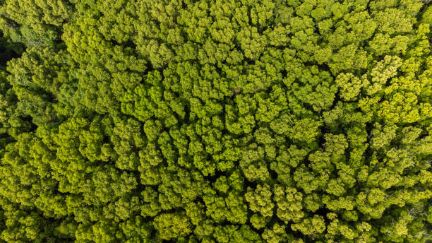 istock Aerial view of a forest 1433235691
