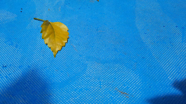 istock yellow leaves on a light blue background 1433237732