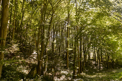 View of trees in a forest