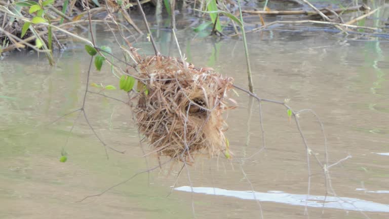 Asian Golden Weaver in nature.