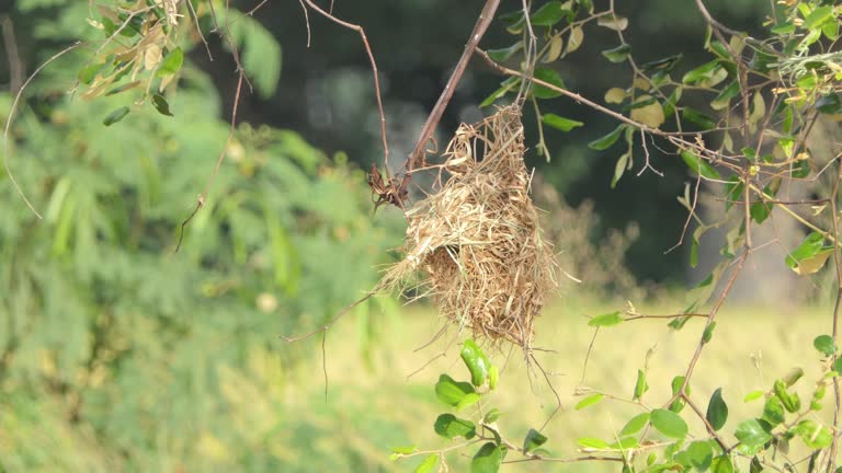 Asian Golden Weaver in nature.