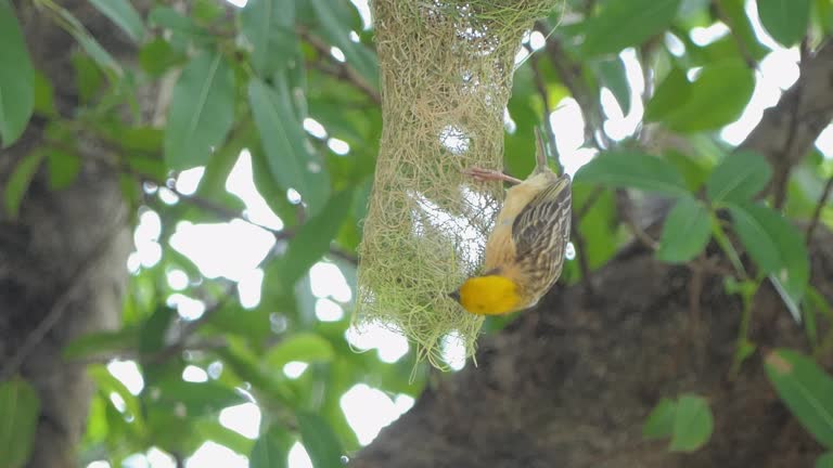 Asian Golden Weaver in nature.