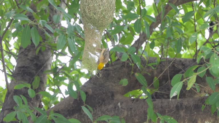 Asian Golden Weaver in nature.