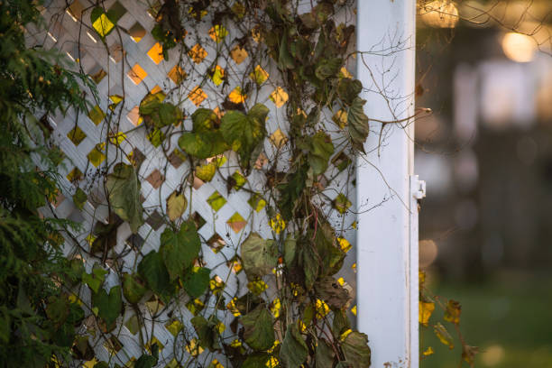 Green Vines Growing Through Rusty Chain Link Fence on Old Building. Stryiskyi Park, Lviv, Ukraine