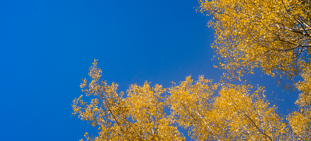 Yellow Birch Trees with a Blue Background