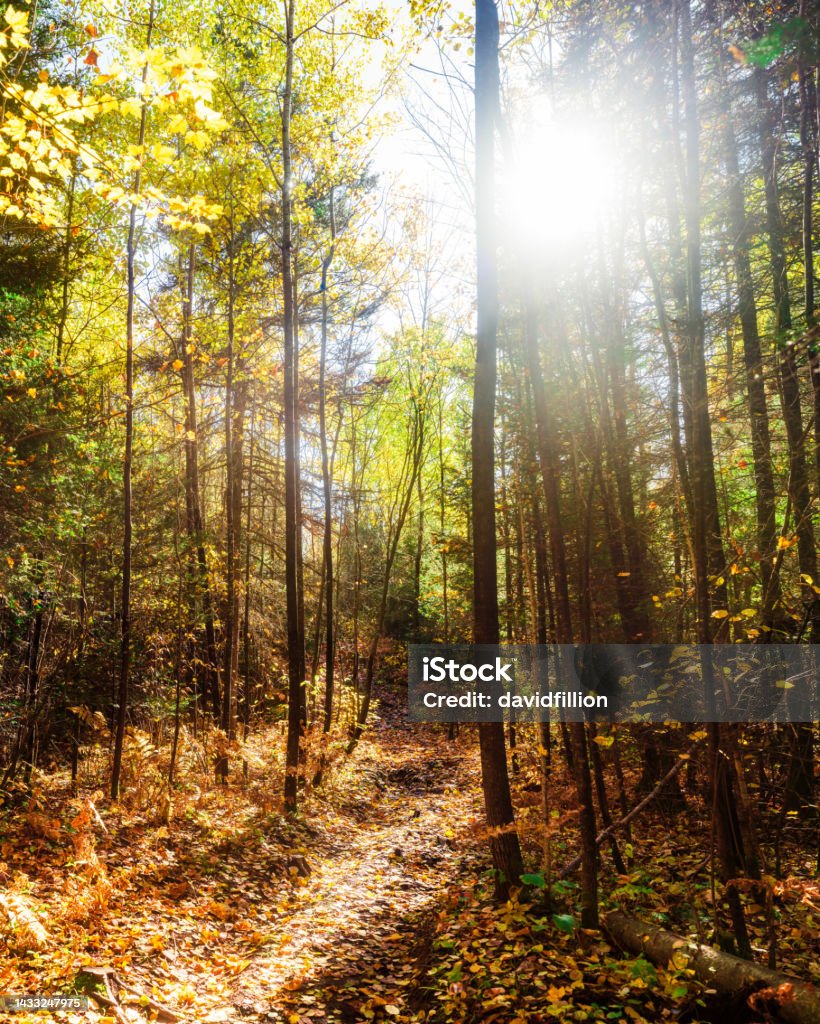 Autumn Landscape - Sun Rays coming through Trees Autumn Stock Photo