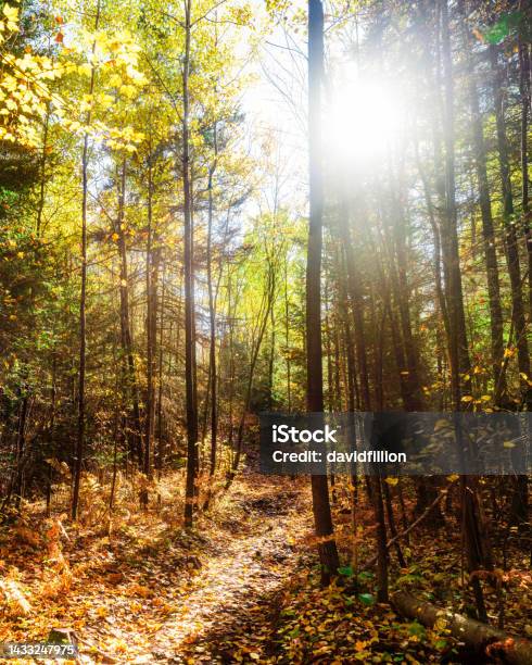Autumn Landscape Sun Rays Coming Through Trees Stock Photo - Download Image Now - Autumn, Autumn Leaf Color, Backgrounds