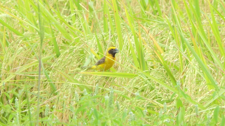 Asian Golden Weaver in nature.