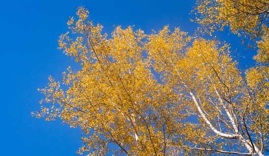 Yellow Birch Trees with a Blue Background